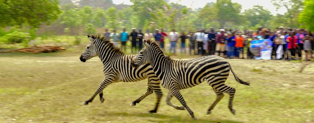 Zebra1